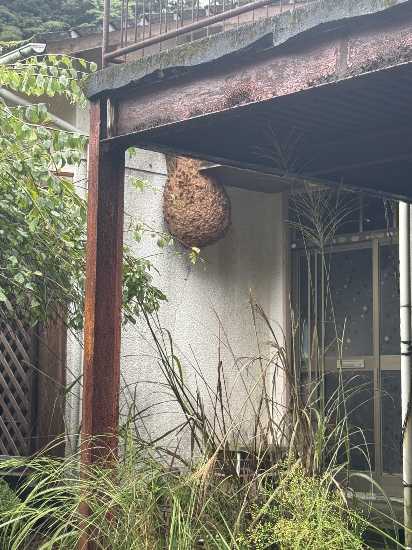 キイロスズメバチの巣を発見しました