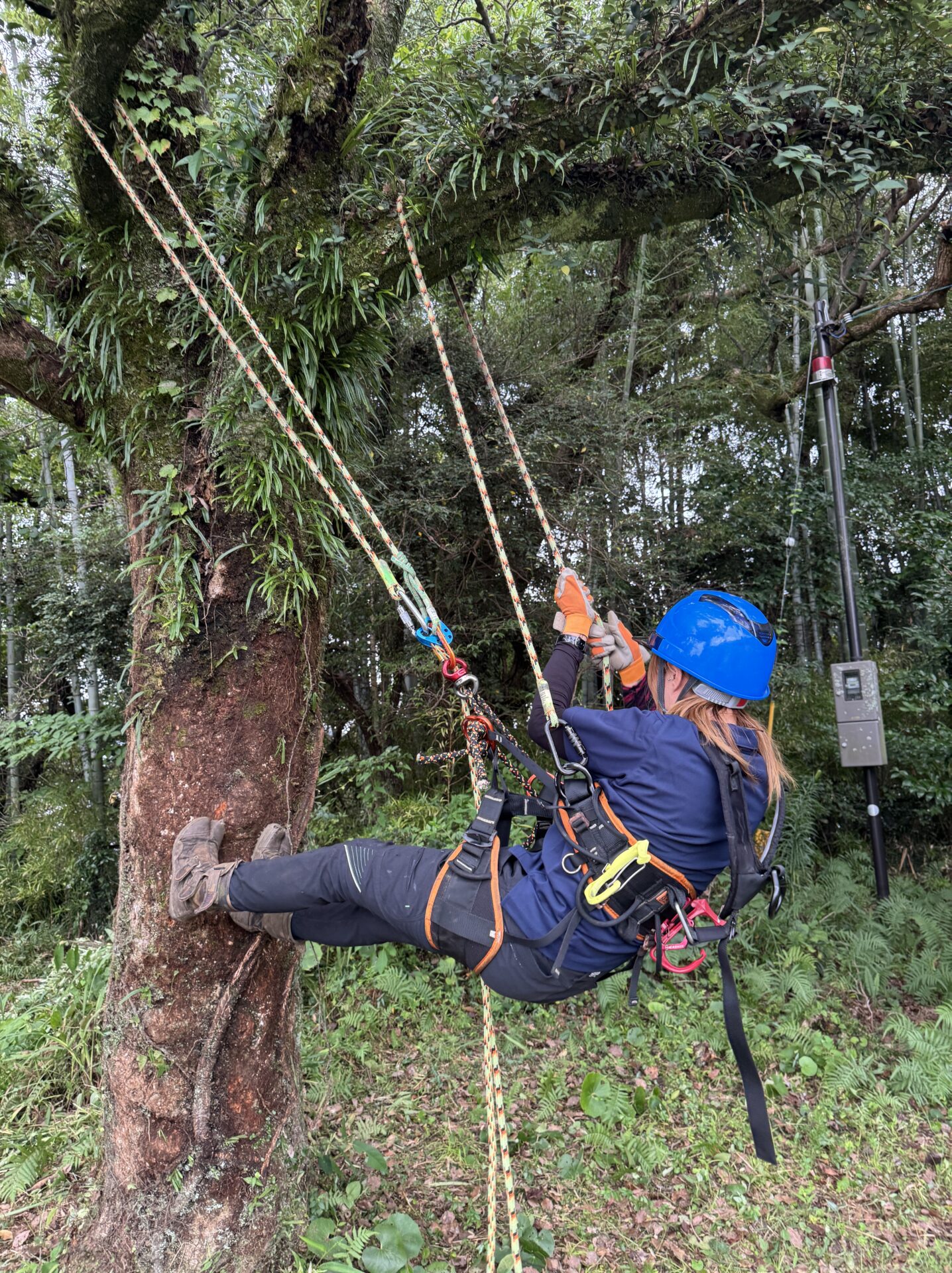 ツリークライミング講習